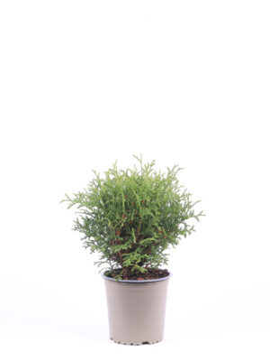 Thuja occidentalis 'Tiny Tim' - Vaxtinredarna.se