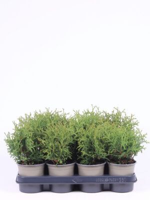 Thuja occidentalis 'Tiny Tim'