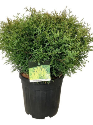 Thuja occidentalis 'Tiny Tim'