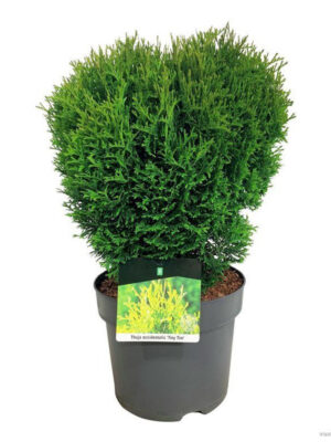 Thuja occidentalis 'Tiny Tim'