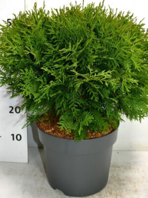 Thuja occidentalis 'Woodwardii'