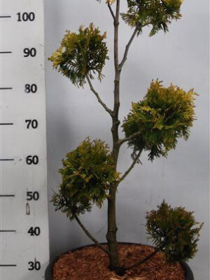 Thuja occidentalis 'Yellow Ribbon'