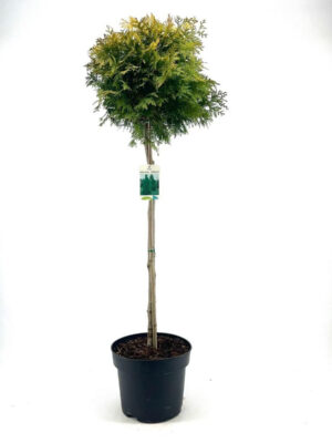 Thuja occidentalis 'Yellow Ribbon'