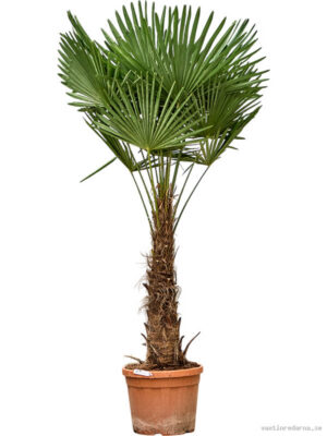 Trachycarpus fortunei (190-230)