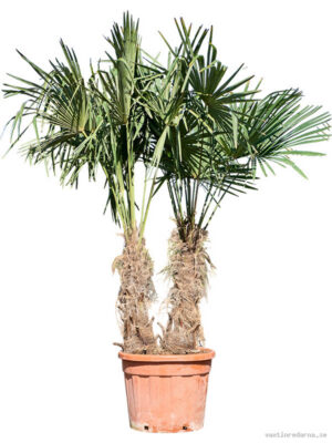 Trachycarpus fortunei (220-260)