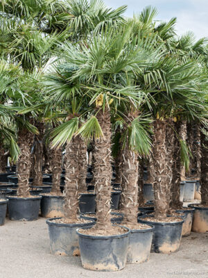 Trachycarpus fortunei (260-300)