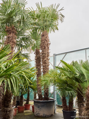 Trachycarpus fortunei (475-500)
