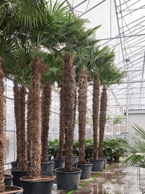 Trachycarpus fortunei (520-580) - Vaxtinredarna.se
