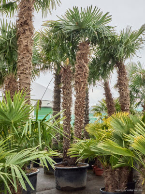 Trachycarpus fortunei (525-575)