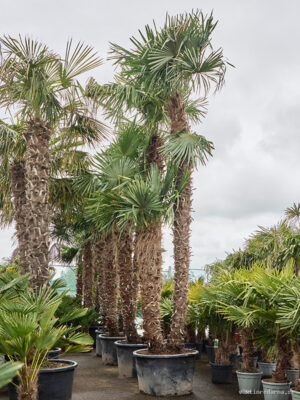 Trachycarpus fortunei (575-625)