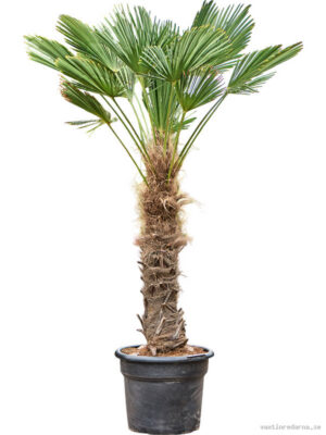 Trachycarpus wagnerianus - Vaxtinredarna.se