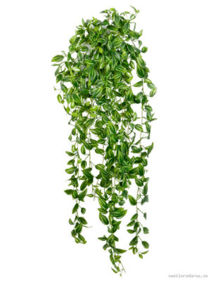 Tradescantia - Vaxtinredarna.se