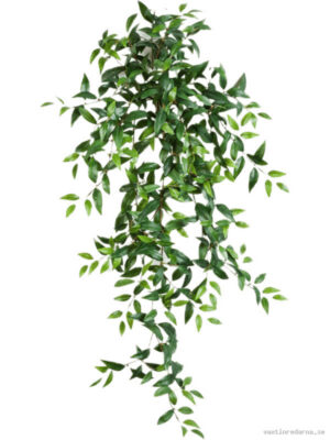 Tradescantia - Vaxtinredarna.se