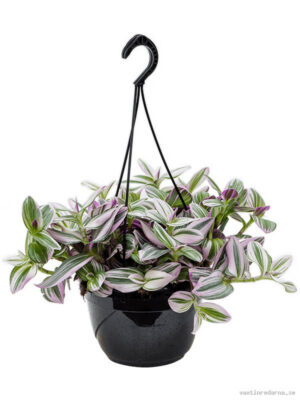 Tradescantia albiflora 'Nanouk' - Vaxtinredarna.se