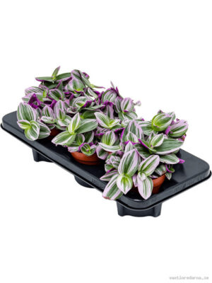 Tradescantia albiflora 'Nanouk' 8/tray - Vaxtinredarna.se