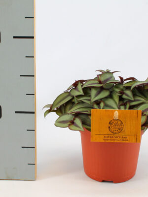 Tradescantia Zebrina Compacta - Vaxtinredarna.se