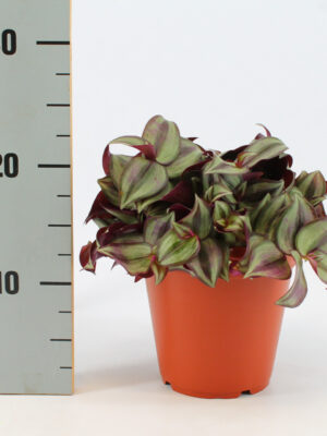 Tradescantia Zebrina - Vaxtinredarna.se