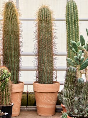 Trichocereus pasacana - Vaxtinredarna.se