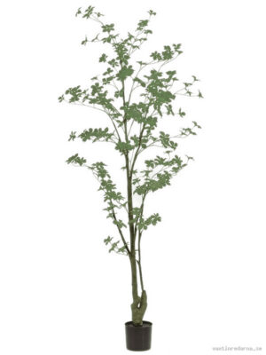 Tropaeolum