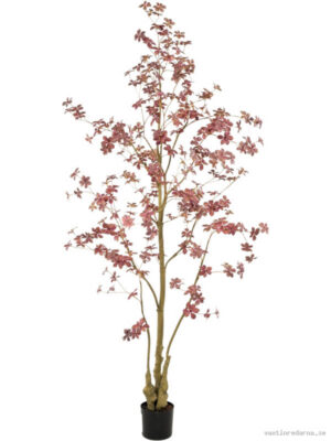 Tropaeolum