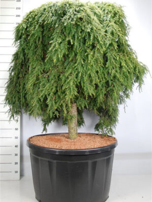 Tsuga canadensis 'Cole Prostrate'