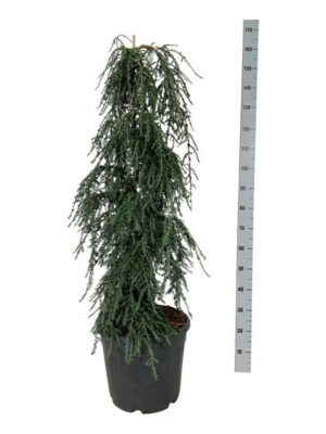 Tsuga canadensis 'Coles Prostrate'