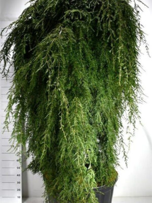 Tsuga canadensis