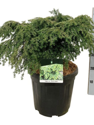 Tsuga canadensis 'Green Globe'