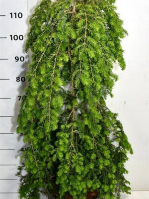Tsuga canadensis 'Pendula'
