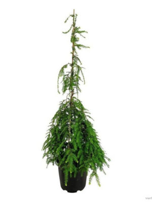 Tsuga canadensis 'Pendula' - Vaxtinredarna.se
