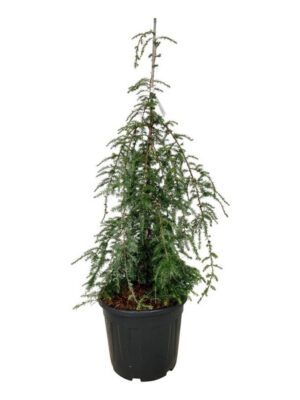 Tsuga canadensis 'Pendula'