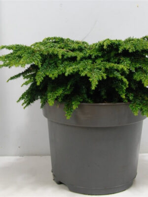 Tsuga canadensis 'Popeleski'