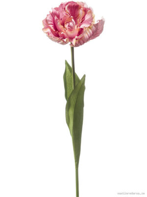 Tulip