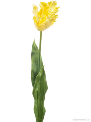 Tulip Parrot