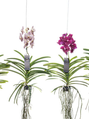 Vanda hybriden