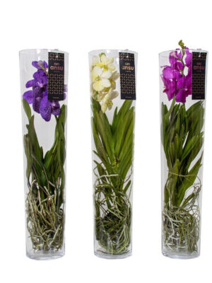 Vanda hybriden