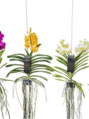 Vanda hybriden