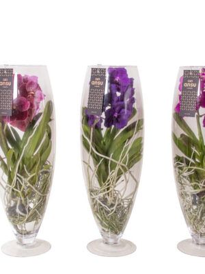 Vanda hybriden