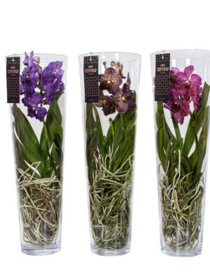 Vanda hybriden