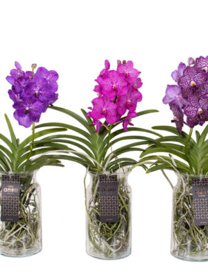 Vanda hybriden