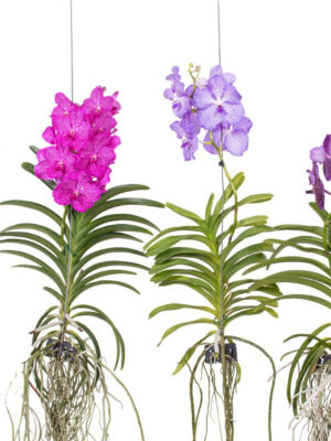 Vanda hybriden