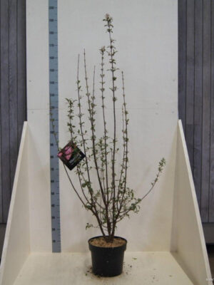 Viburnum bodnantense 'Charles Lamont' - Vaxtinredarna.se