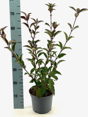 Viburnum bodnantense 'Charles Lamont' - Vaxtinredarna.se