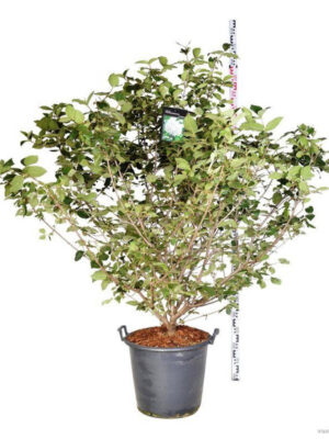 Viburnum carlcephalum