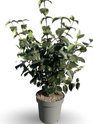 Viburnum carlcephalum - Vaxtinredarna.se