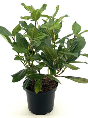 Viburnum davidii - Vaxtinredarna.se