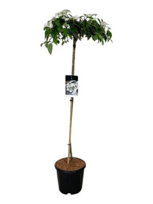 Viburnum 'Eskimo' - Vaxtinredarna.se