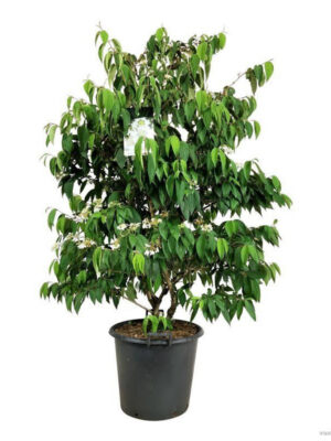 Viburnum plicatum 'Kilimandjaro' - Vaxtinredarna.se