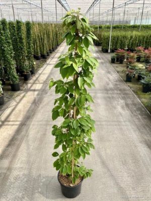 Viburnum plicatum 'Kilimandjaro'
