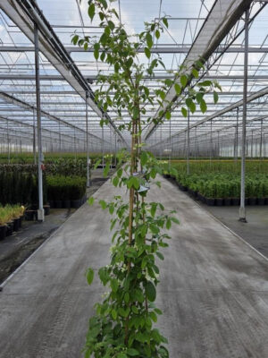 Viburnum plicatum 'Kilimandjaro' - Vaxtinredarna.se